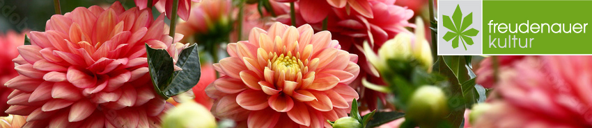 Dahlien