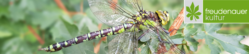 Grüne Mosaikjungfer, Weibchen