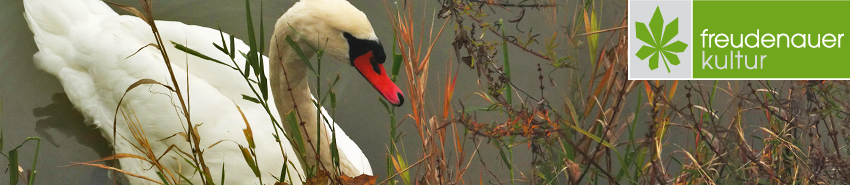 Schwan am Heustadlwasser