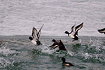 Die Eisvogel im Februar 2012