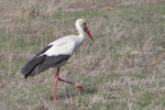 Storch bei Illmitz