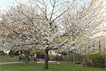 Kirschblüte im Burggarten; © Erwin Sulzgruber