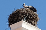 Störche auf allen Rauchfängen des Schlosses Marchegg; © J. Eminger